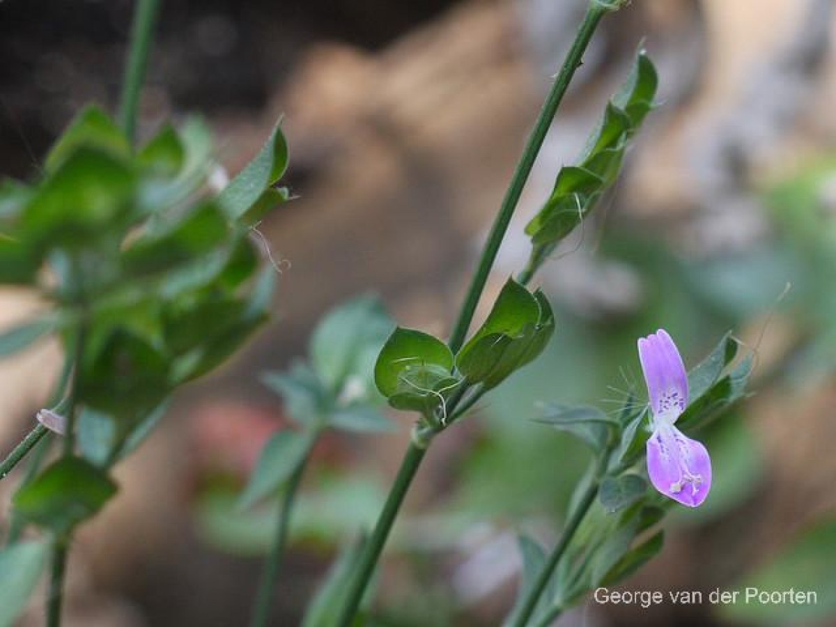 Dicliptera neesii (Trimen) L.H.Cramer